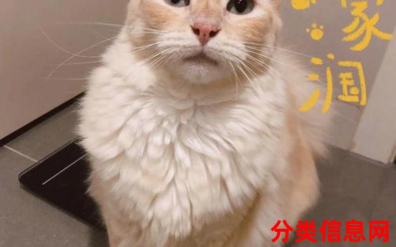 胖猫事件：让年轻人直面爱情的复杂性